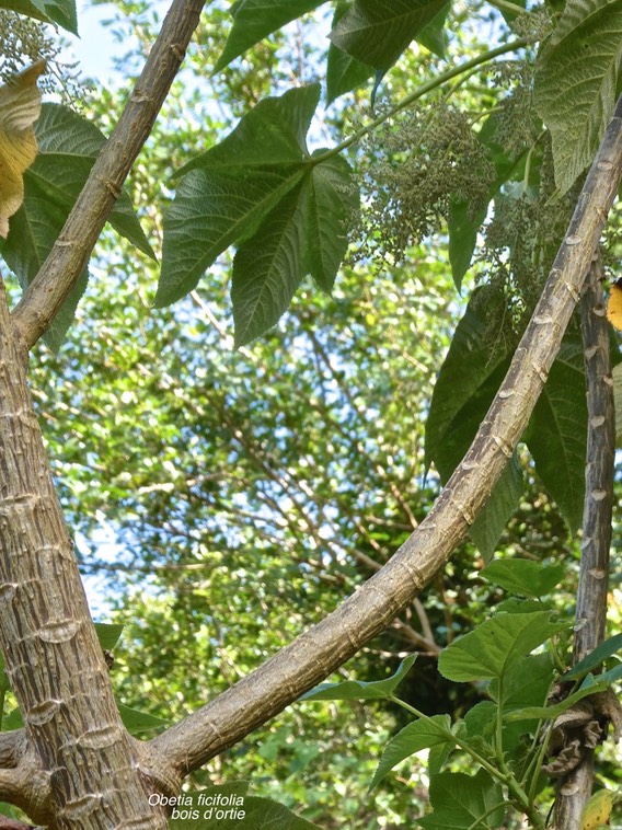 Obetia ficifolia.bois d'ortie.urticaceae.endémique Réunion.Maurice.Rodrigues .P1000007