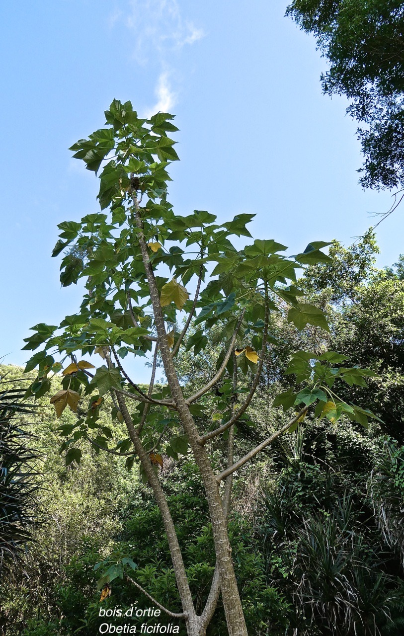 Obetia ficifolia.bois d'ortie.urticaceae.endémique Réunion Maurice.Rodrigues.P1000003