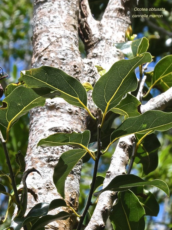 Ocotea obtusata.cannelle marron .lauraceae.endémique Réunion Maurice.P1000058