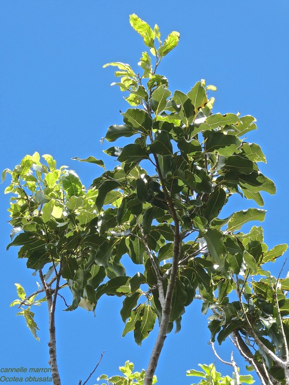 Ocotea obtusata.cannelle marron.lauraceae.endémique Réunion Maurice.P1000056
