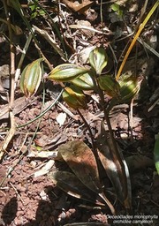 Oeceoclades monophylla .orchidée caméléon (avec fruits).orchidaceae.endémique Réunion Maurice.P1000303