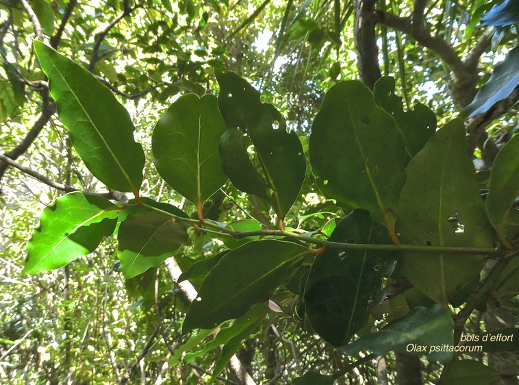Olax psittacorum .bois d'effort.olacaceae.endémique Réunion Maurice.P1000367