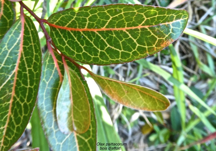 Olax psittacorum. bois d'effort.(feuillage juvénile )olacaceae.endémique Réunion Maurice ;P1000049
