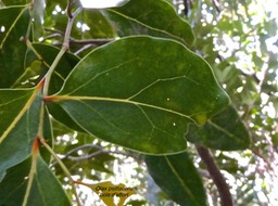 Olax psittacorum.bois d'effort.olacaceae.endémique Réunion Maurice.P1000366