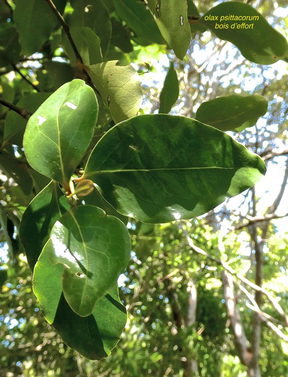 Olax psittacorum.bois d'effort.olacaceae.endémique Réunion Maurice.P1000179