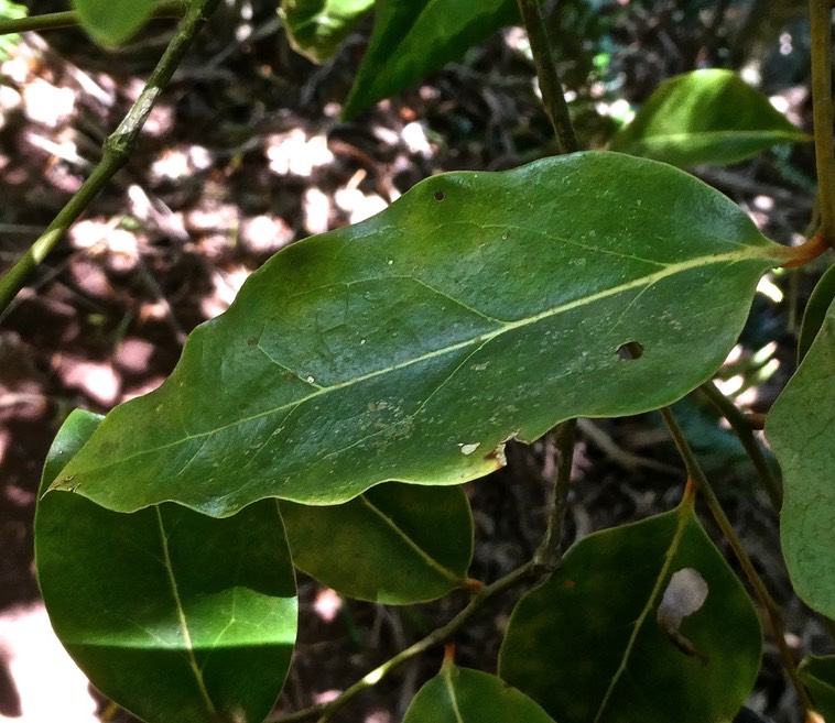 Olax psittacorum.bois d'effort.(feuille face supérieure )olacaceae.endémique Réunion Maurice.P1000358