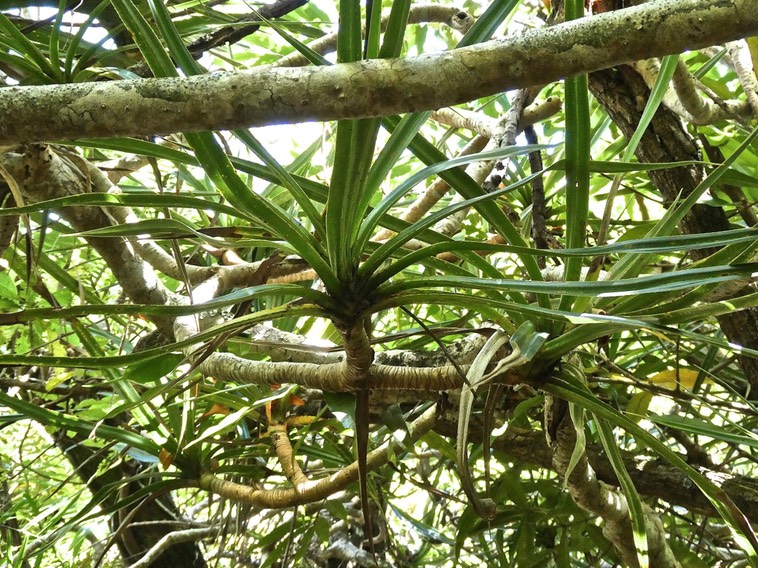 Pandanus sylvestris.petit vacoa. pimpin.pandanaceae.endémique Réunion.P1000185