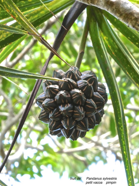 Pandanus sylvestris.petit vacoa.pimpin.pandanaceae.endémique Réunion.P1000072