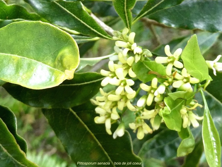 Pittosporum senacia.bois de joli coeur.pittosporaceae.indigène Réunion.P1000062