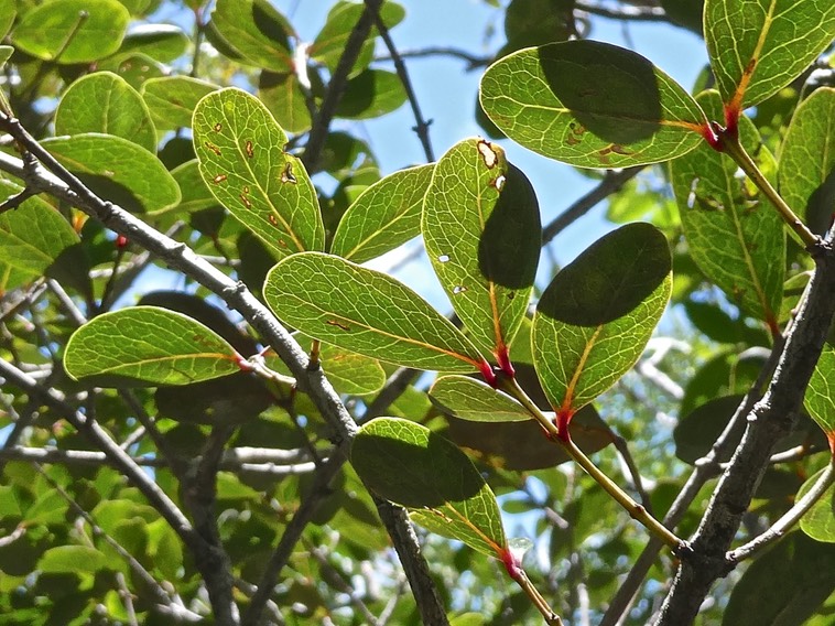 Pleurostylia pachyphloea. bois d'olive grosse peau.celastraceae.endémique Réunion.P1000268