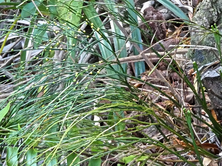 Psilotum nudum.fougère filao.psilotaceae.indigène Réunion.P1000052