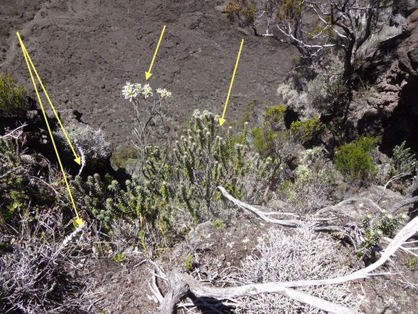 1006 de gauche à droite  Psiadia argentea  Helichrysum  Phylica nitida DSC0759 copy