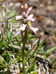 Benthamia sp - Orchidacée - I
