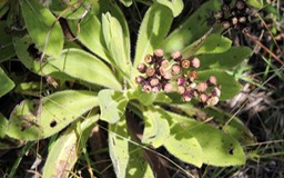 Bouillon blanc- Psiadia anchusifolia - Astéracée - B