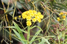 Chasse vieillesse- Faujasia salicifolia- Astéracée - B