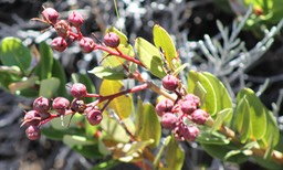 Petit Bois de rempart- Agarista buxifolia - Ericacée - B