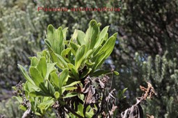 Psiadia anchusifolia- Astéracée - B