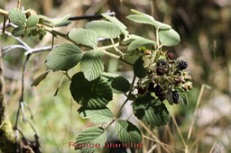 Ronce blanche - Rubus apetalus- Rosacée - I