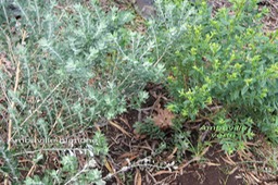 Ambaville verte- Hubertia ambavilla et Ambavile blanche- Hubertia tomentosa- Astraces- B
