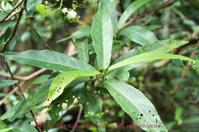 Bois de Charles ou Bois de Violon - Acalypha integrifolia - Euphorbiace - BM