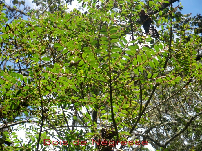 Bois de Ngresse - Phyllanthus phyllireifolius - Phyllanthace- BM