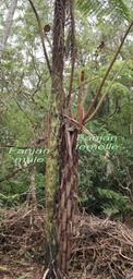 Fanjan mle- Cyathea borbonica et Fanjan femelle - Cyathea excelsa