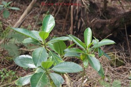 Gros Bois d'Oiseau - Claoxylon glandulosum - Euphorbiace -B