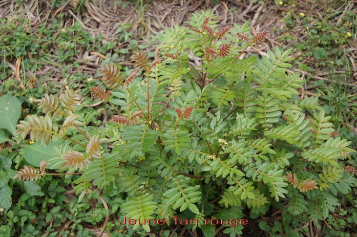 Jeune Tan rouge- Weinmannia tinctoria - Cunoniace-E des Masc