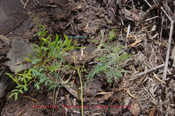 Jeunes Tamarin des hauts - Acacia heterophylla - Fabace -B