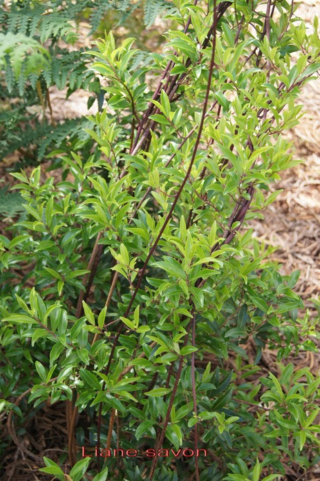Liane savon- Embelia angustifolia -ex Myrsinace- Primulace - B
