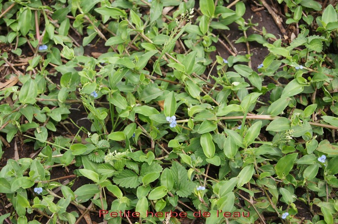 Petite herbe de l'eau - Commelina diffusa - Commlinace - exo
