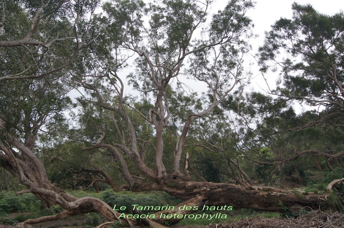 Tamarin des hauts- Acacia heterophylla- Fabace- B