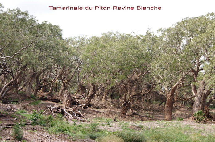 Tamarinaie du Piton Ravine Blanche