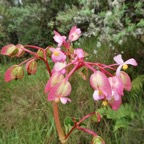 Begonia cucullata.coeur de Jésus.begoniaceae.espèce envahissante..jpeg