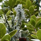 lichen couvert de gouttelettes d'eau sur Sideroxylon borbonicum  Bois de fer bâtard .natte coudine .sapotaceae.endémique Réunion.jpeg
