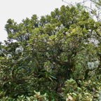 Sideroxylon borbonicum  Bois de fer bâtard .natte coudine .sapotaceae.endémique Réunion.jpeg