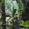 Jumellea triquetra - EPIDENDROIDEAE - Endemique Reunion - P1060209.jpg