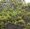 Hubertia ambavilla - Ambaville - ASTERACEAE - Endemique Reunion - MB3_1822.jpg