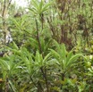 Psiadia laurifolia - Bois de chenille - ASTERACEAE - Endemique Reunion - MB3_1842.jpg