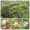 Forgesia racemosa - Bois de Laurent Martin - ESCALLONIACEAE - Endemique Reunion - 20230418_213432.jpg