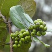 Monimia rotondifolia - Mapou - MONIMIACEAE - Endemique Reunion - P1060227.jpg