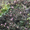 Eugenia buxifolia - Bois de nèfles - MYRTACEAE - Endemique Reunion - MB3_1841.jpg