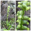 Benthamia africana (spiralis) - ORCHIDOIDEAE - Indigene Reunion - 20230418_213656.jpg