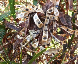 Acacia heterophylla .tamarin des hauts.(fruits secs ouverts avec des graines en début de germination.) fabaceae.endémique Réunion.P1016087