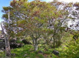 Acacia heterophylla .tamarin des hauts.(avec fruis secs )fabaceae.endémique Réunion.P1016615