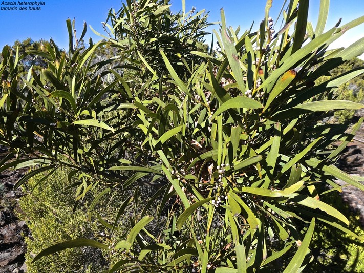 Acacia heterophylla.tamarin des hauts.(avec boutons floraux.)fabaceae.endémique Réunion.P1016100