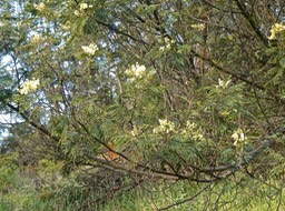 Acacia mearnsii. acacia noir .fabaceae.espèce envahissante .P1016668