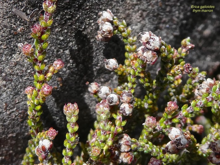 Erica galioides .thym marron.ericaceae.endémique Réunion.P1016477