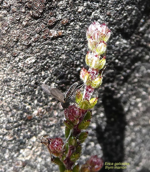Erica galioides .thym marron. (et sa victime prise au piège  ) ericaceae.endémique Réunion.P1016480