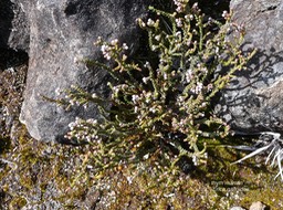 Erica galioides.thym marron.ericaceae.endémique Réunion.P1016470